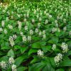 Mayanthemum Canadense